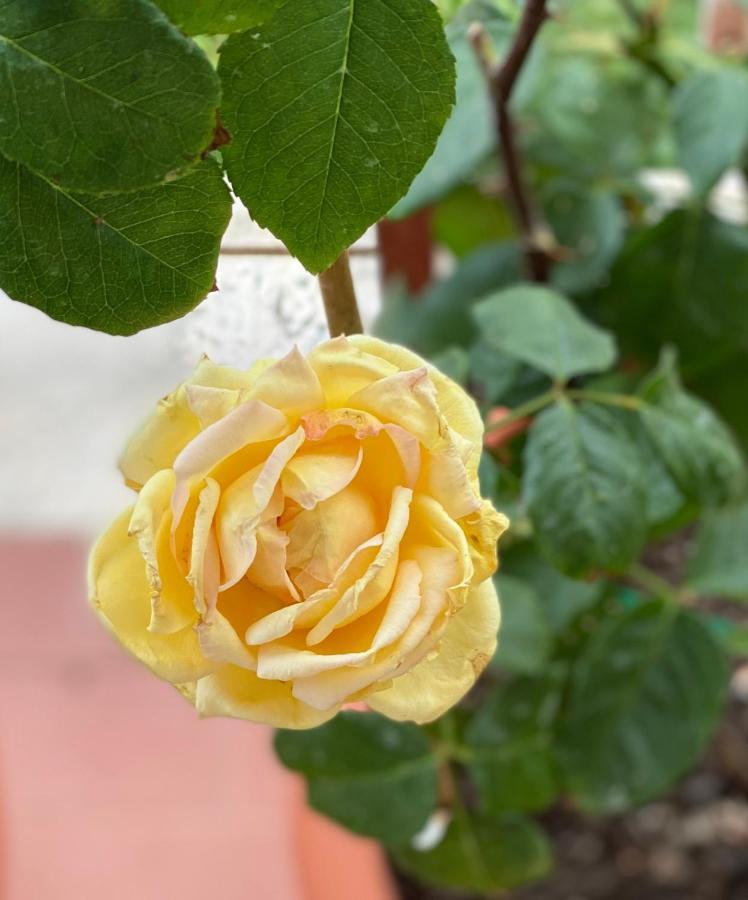 Oasi Di Serenita Marino Bagian luar foto